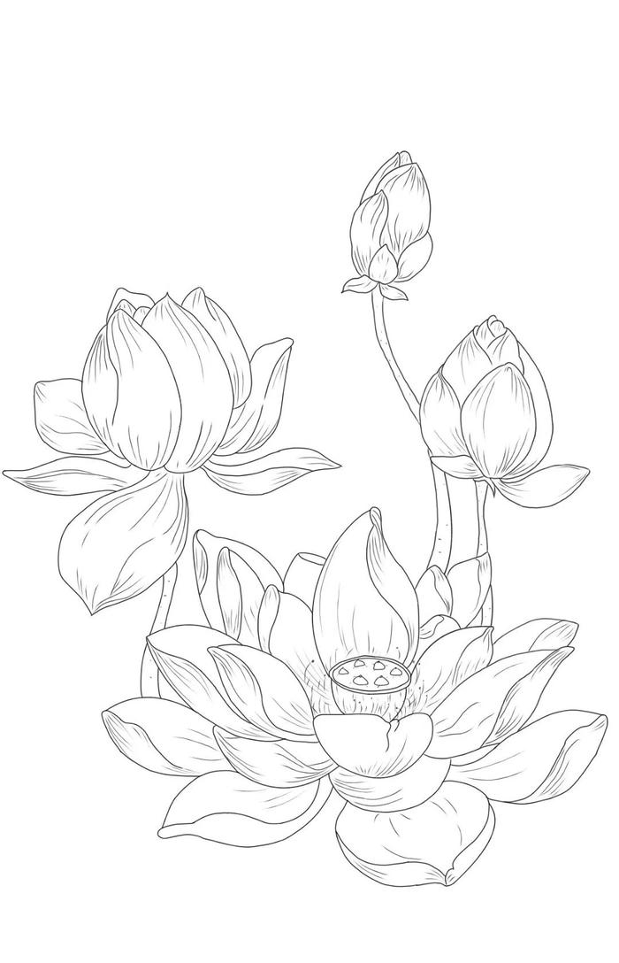 hình hoa sen trong hồ nước