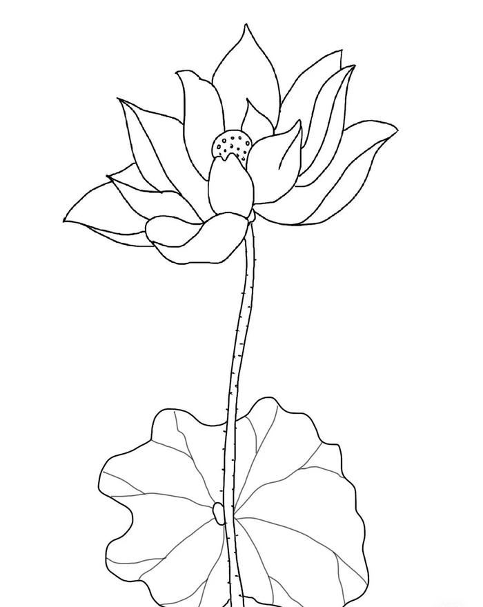 mẫu hoa sen cho trẻ nhỏ