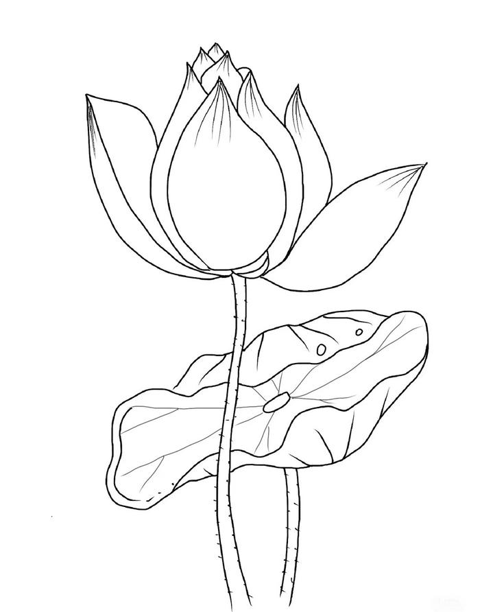 tranh tô màu hoa sen cho bé